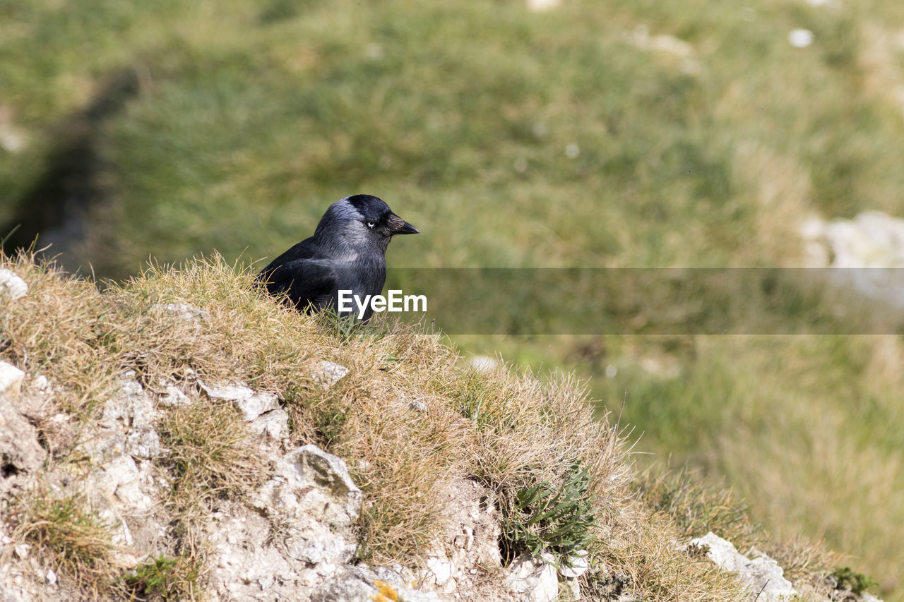 animal themes, animal, animal wildlife, wildlife, bird, one animal, crow-like bird, black, grass, plant, nature, no people, perching, raven, outdoors, day, full length, selective focus, beak, songbird, landscape, environment