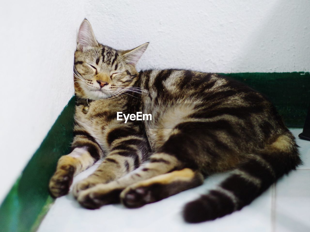 CLOSE-UP OF TABBY CAT IN BLANKET