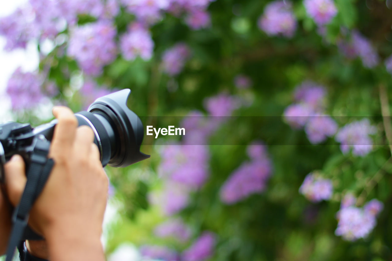 MIDSECTION OF PERSON PHOTOGRAPHING CAMERA ON PINK FLOWER