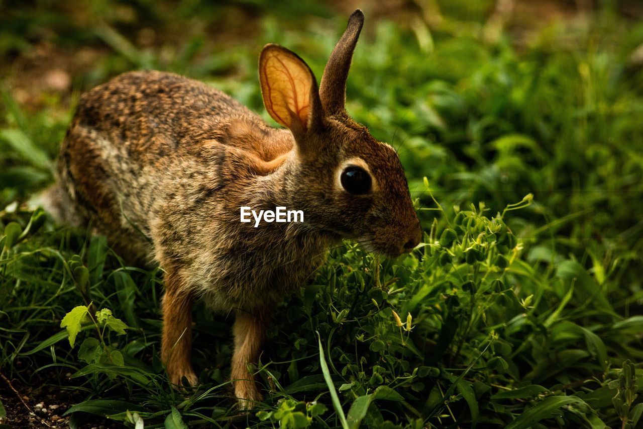 Side view of rabbit on grass