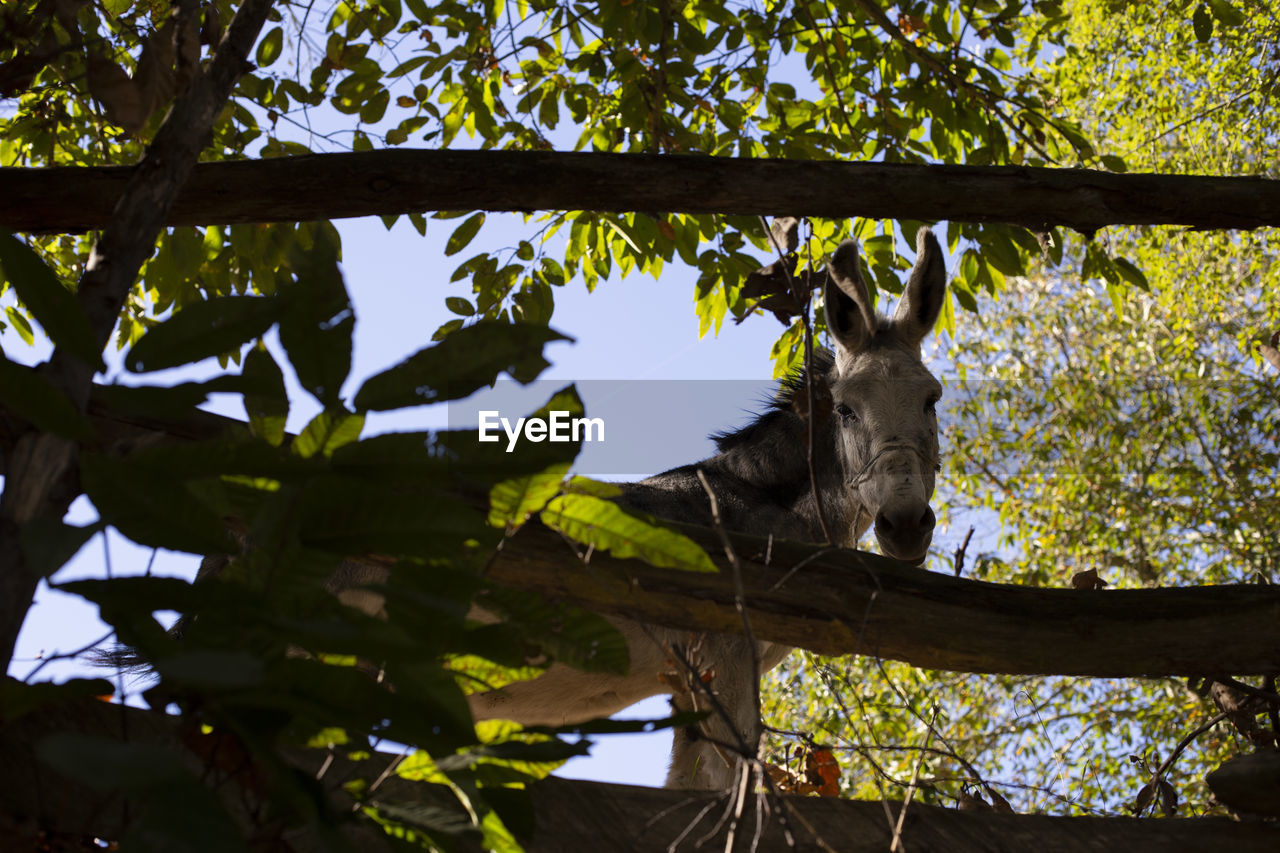 LOW ANGLE VIEW OF HORSE ON BRANCH