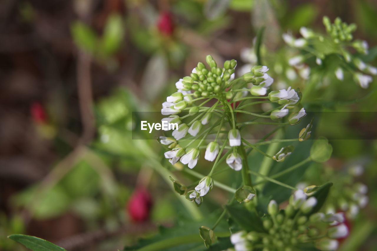 CLOSE-UP OF FLOWERING PLANT AGAINST WHITE WALL