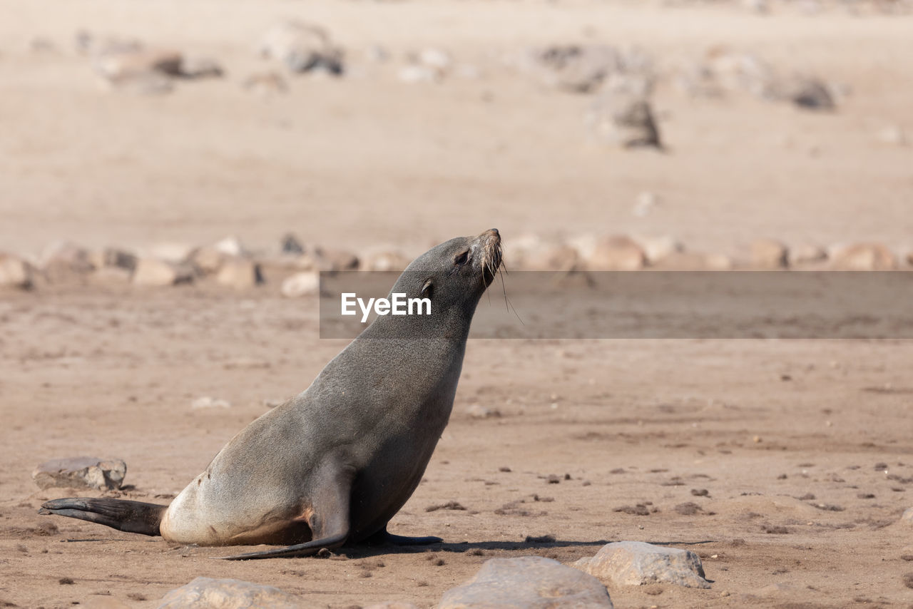 SEA LION ON BEACH