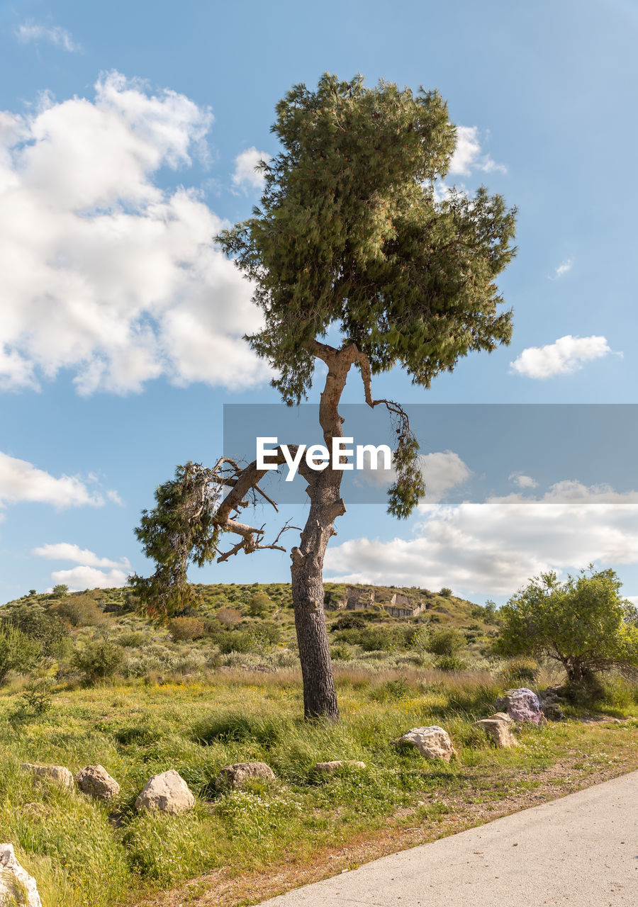 VIEW OF TREE ON FIELD AGAINST SKY