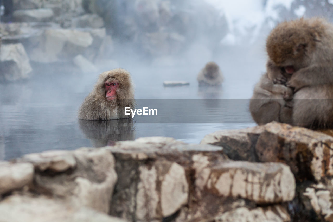 Japanese snow monkeys bathing in the hot spring