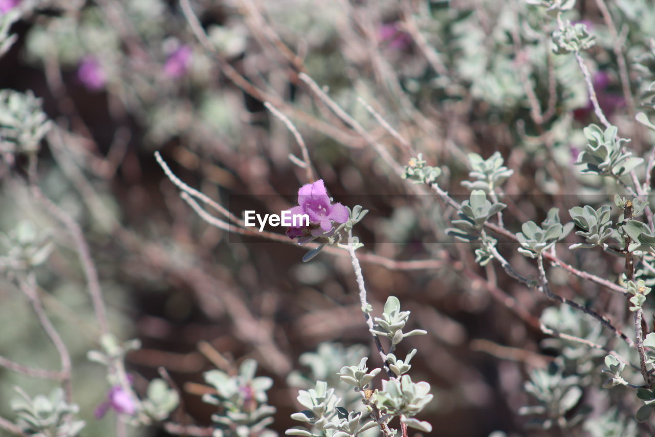 CLOSE-UP OF PINK FLOWER TREE