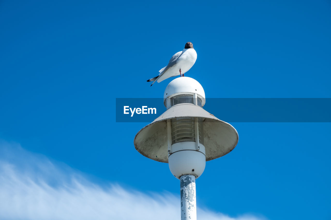 Low angle view of seagull perching on pole against sky