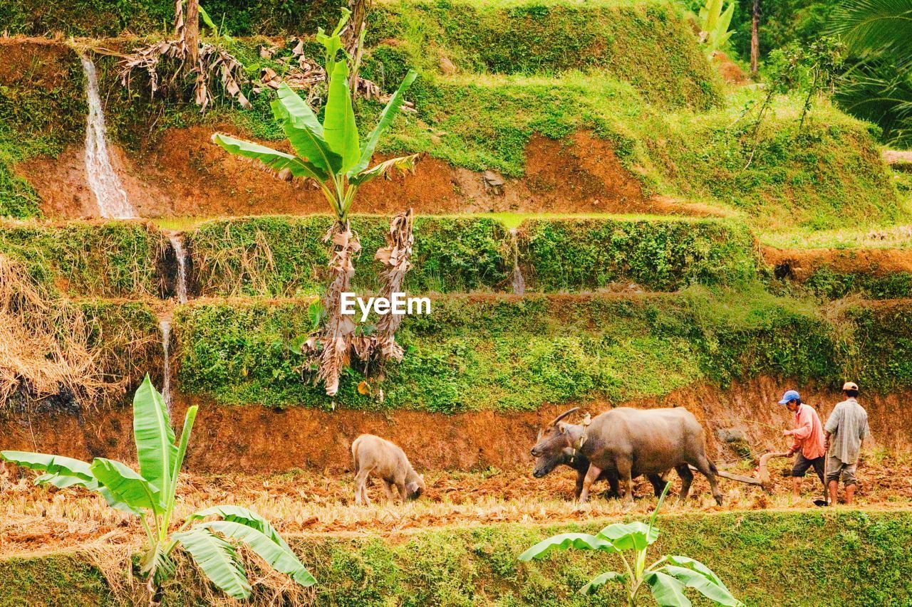 SHEEP GRAZING ON FIELD