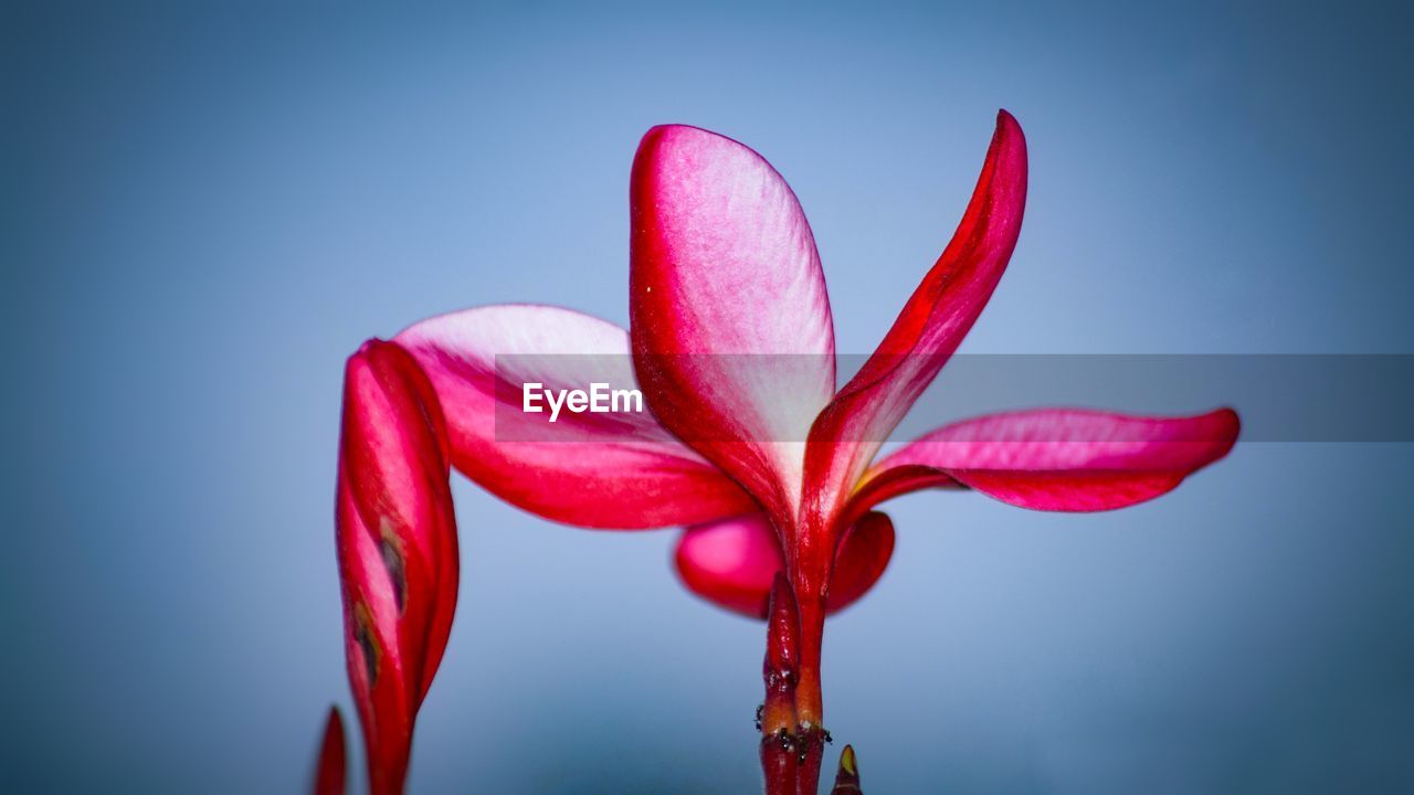 red, flower, pink, close-up, macro photography, plant, freshness, flowering plant, beauty in nature, studio shot, petal, nature, blue, colored background, no people, blue background, indoors, fragility, inflorescence, flower head, love
