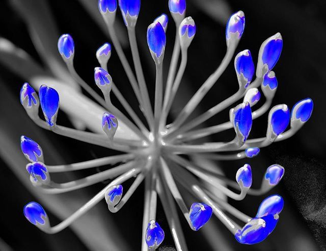 CLOSE-UP OF FLOWERS AGAINST BLURRED BACKGROUND