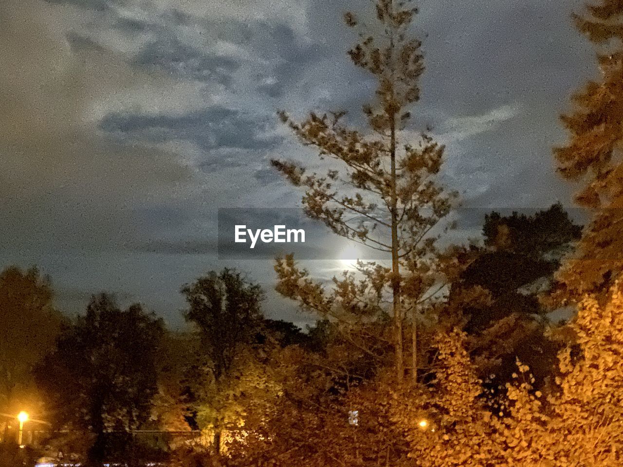 LOW ANGLE VIEW OF TREES IN FOREST AGAINST SKY