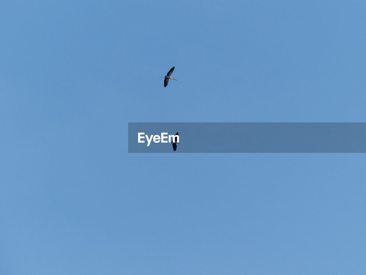 LOW ANGLE VIEW OF EAGLE FLYING IN CLEAR SKY