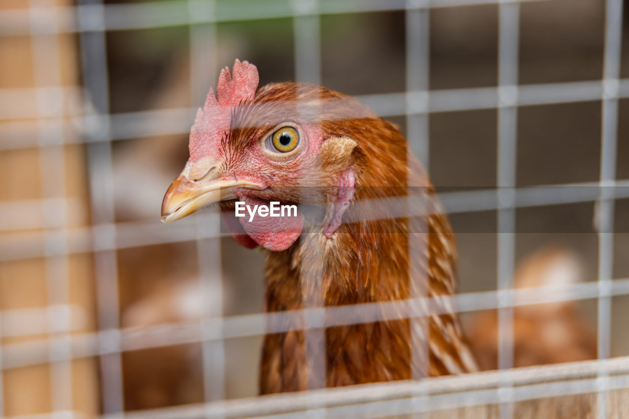 animal themes, animal, livestock, domestic animals, chicken, bird, pet, mammal, agriculture, one animal, rooster, beak, comb, farm, cage, poultry, close-up, no people, birdcage, animal body part, nature, hen, focus on foreground, outdoors, cockerel