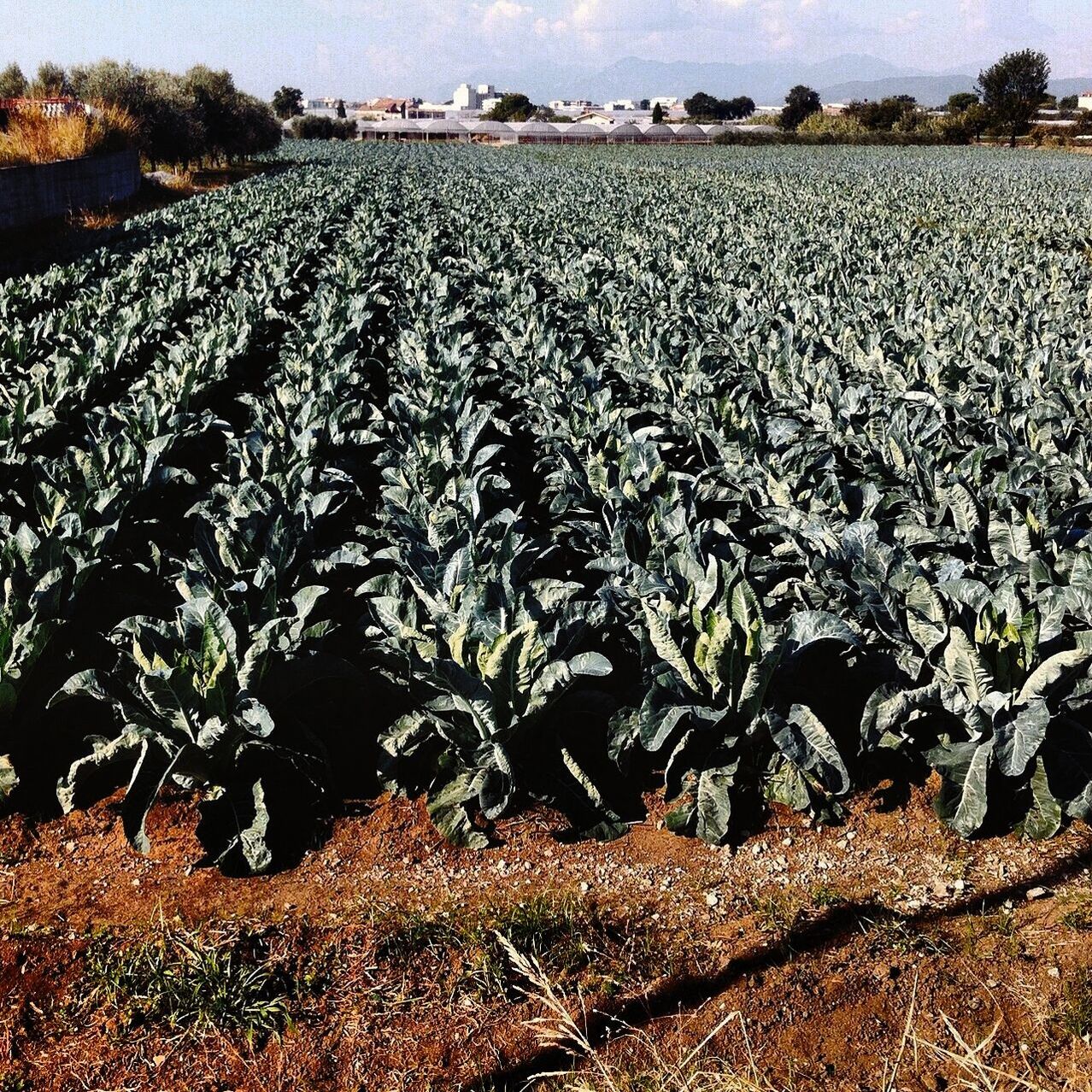 Scenic view of agricultural field