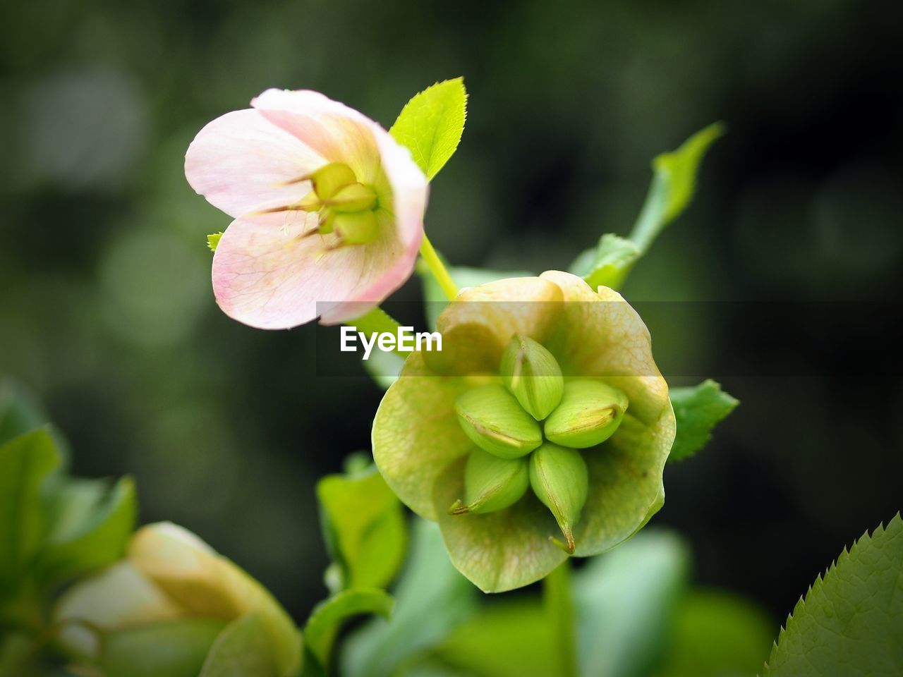 CLOSE-UP OF FLOWERING PLANTS