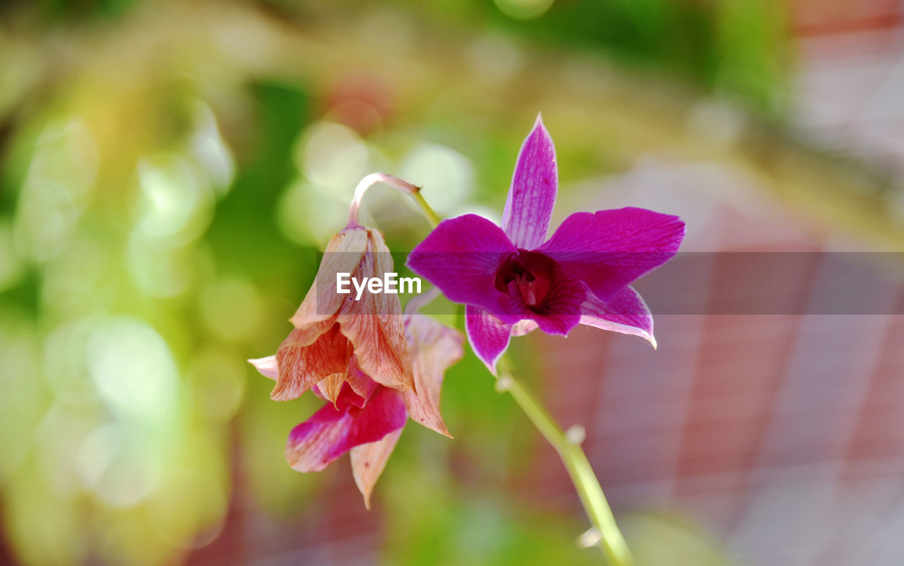 flower, flowering plant, plant, beauty in nature, freshness, macro photography, nature, close-up, petal, pink, fragility, blossom, flower head, inflorescence, leaf, outdoors, plant part, no people, focus on foreground, orchid, growth, springtime, selective focus, multi colored, day, sunlight, magenta, yellow