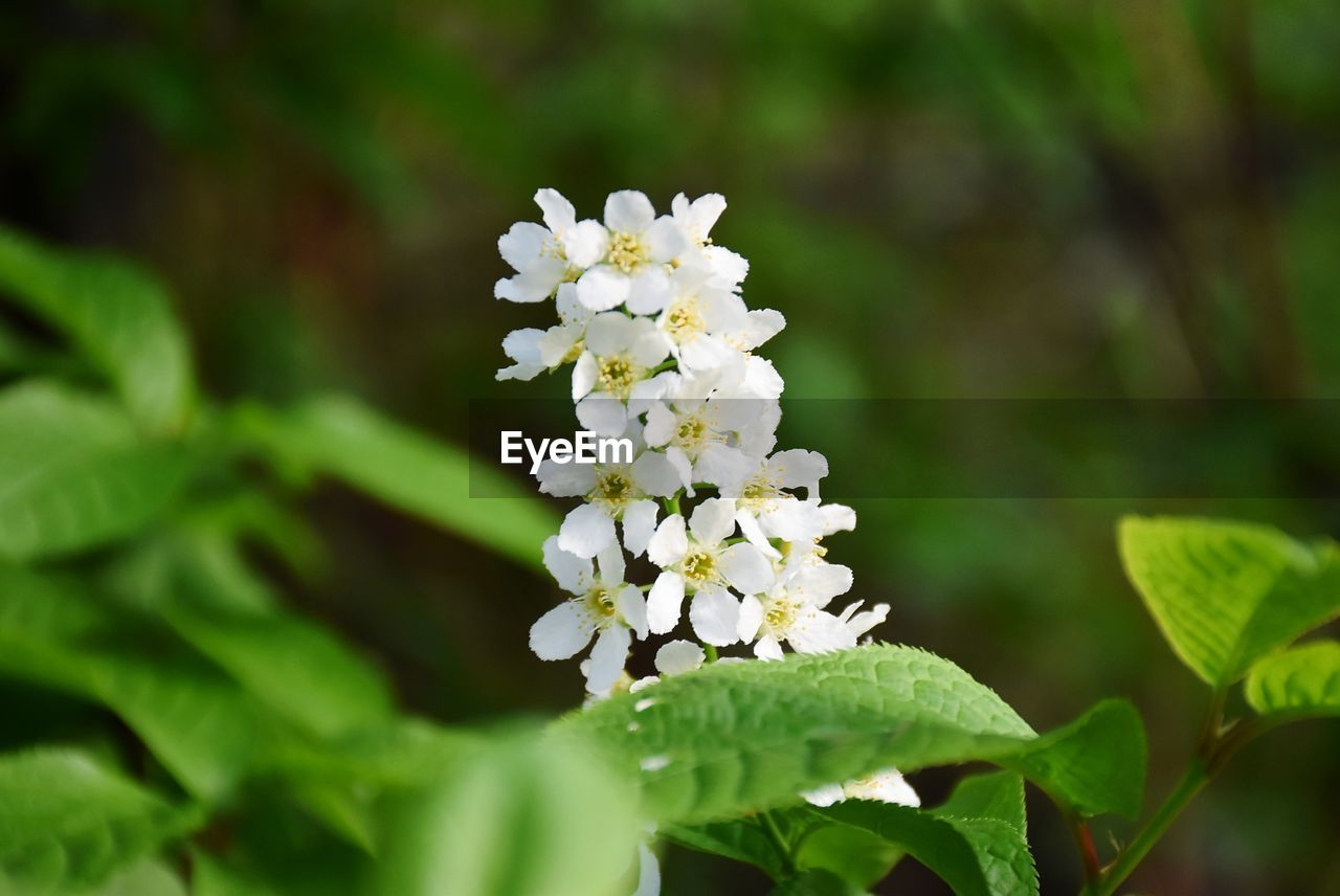 CLOSE-UP OF WHITE FLOWERING PLANT OUTDOORS