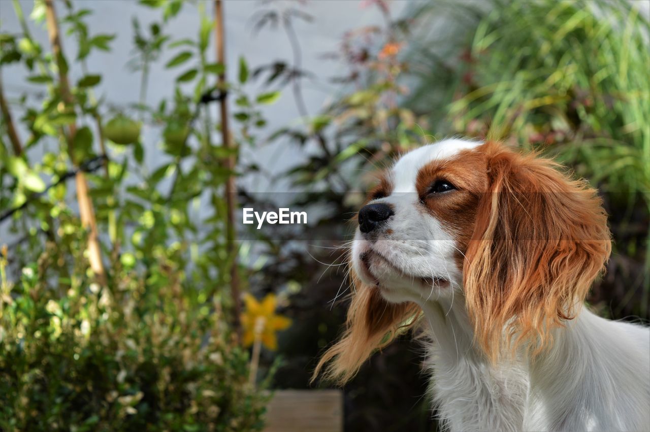 Close-up of dog against plants