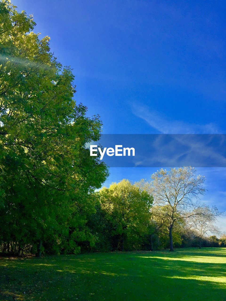 TREES GROWING IN PARK