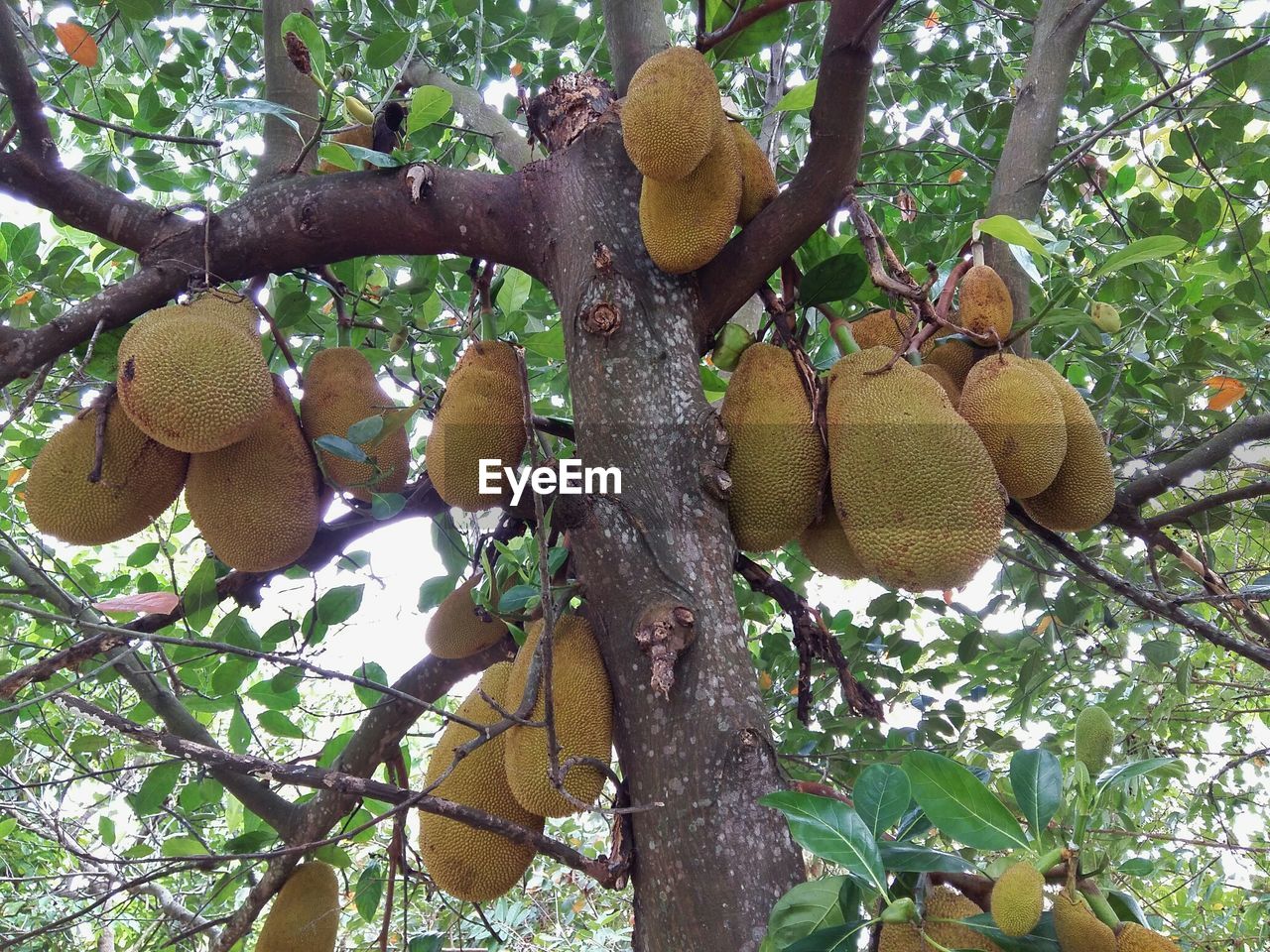 LOW ANGLE VIEW OF FRUIT TREE