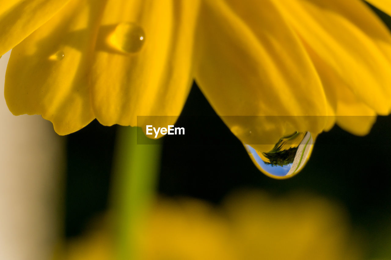 Close-up of raindrops on yellow flowering plant