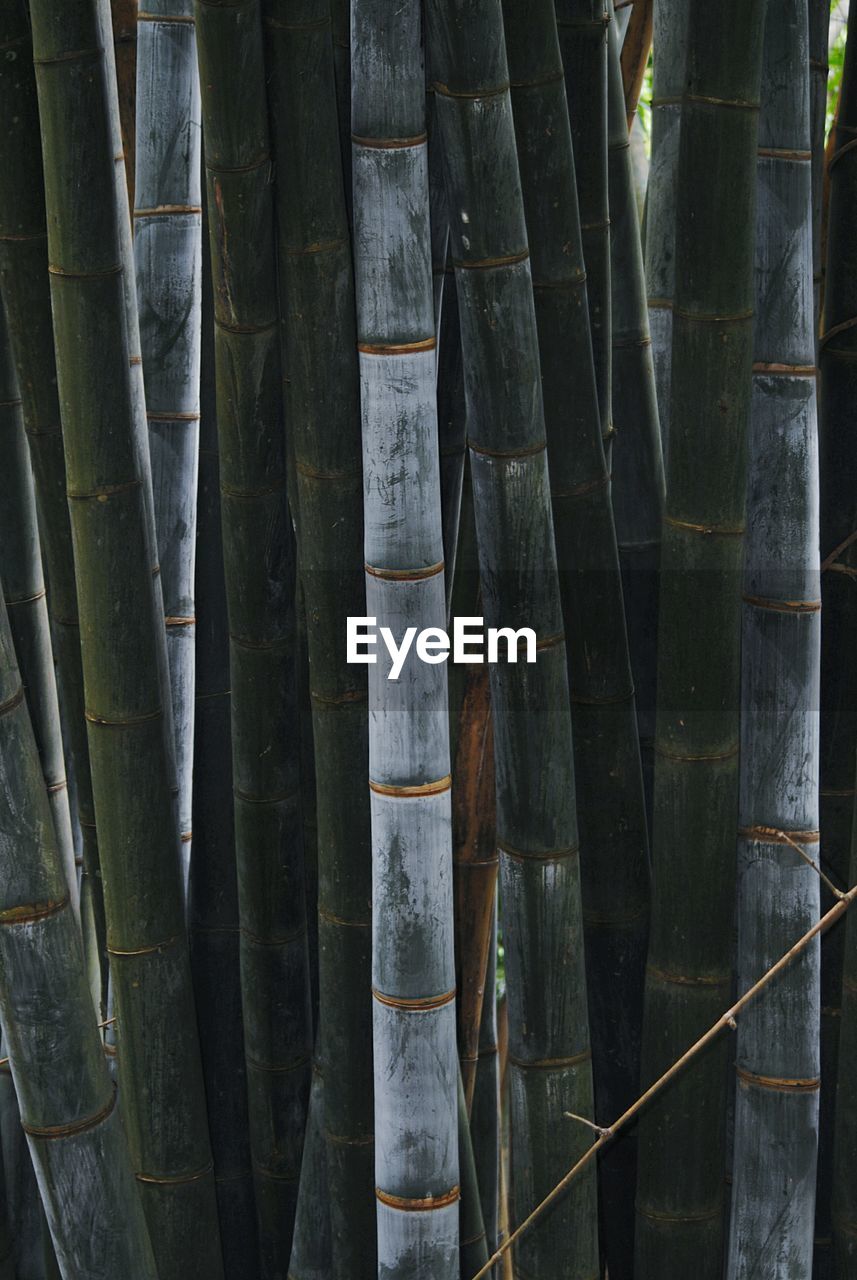 Full frame shot of bamboo hanging