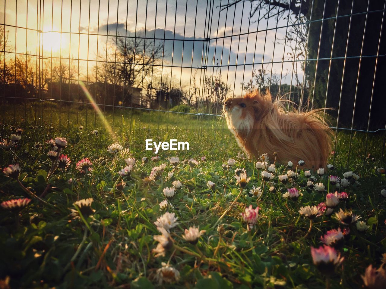 Guinea pig on grassy field