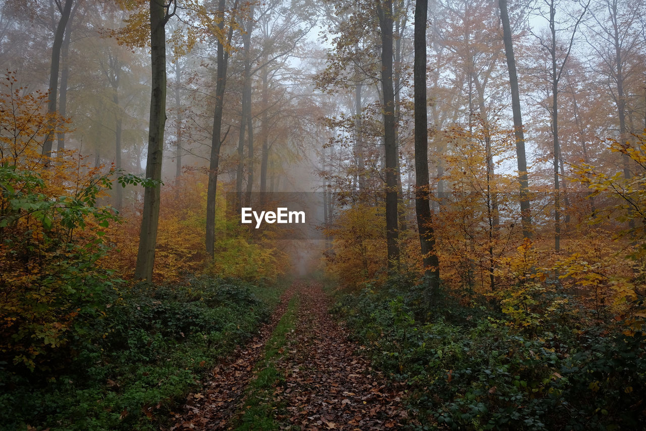 Trees in forest during autumn