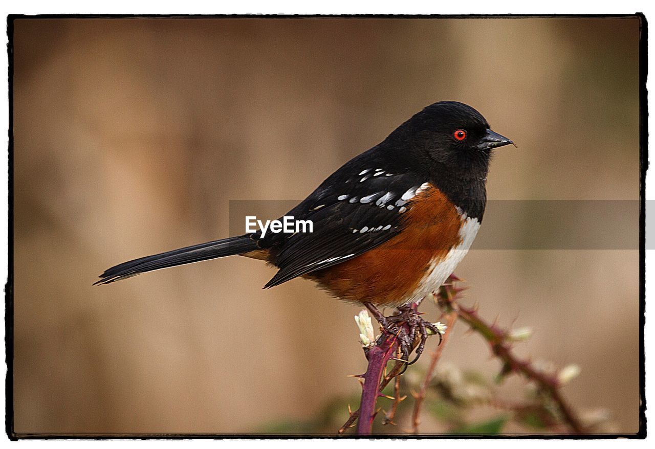 CLOSE-UP OF BIRD PERCHING ON STEM