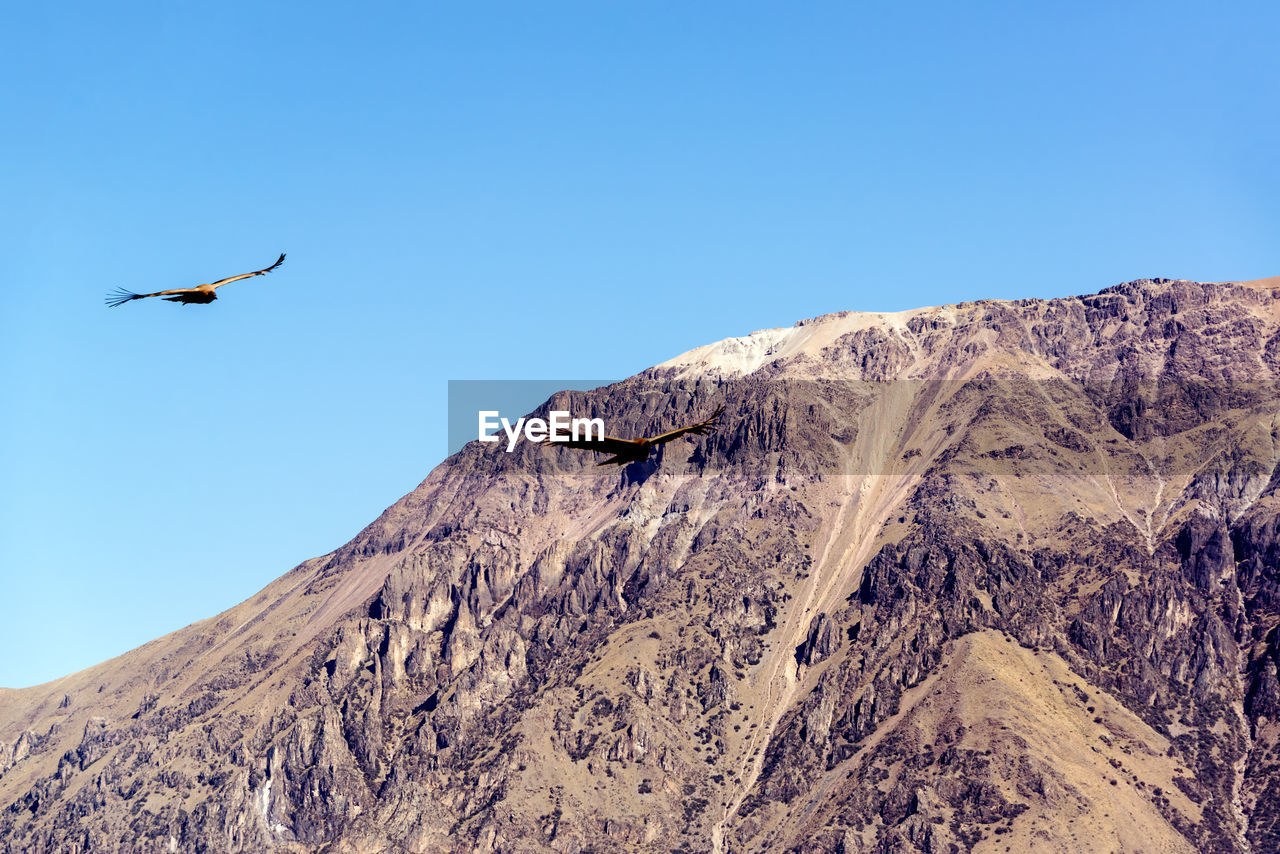 Andean condors flying over colca canyon against clear sky on sunny day