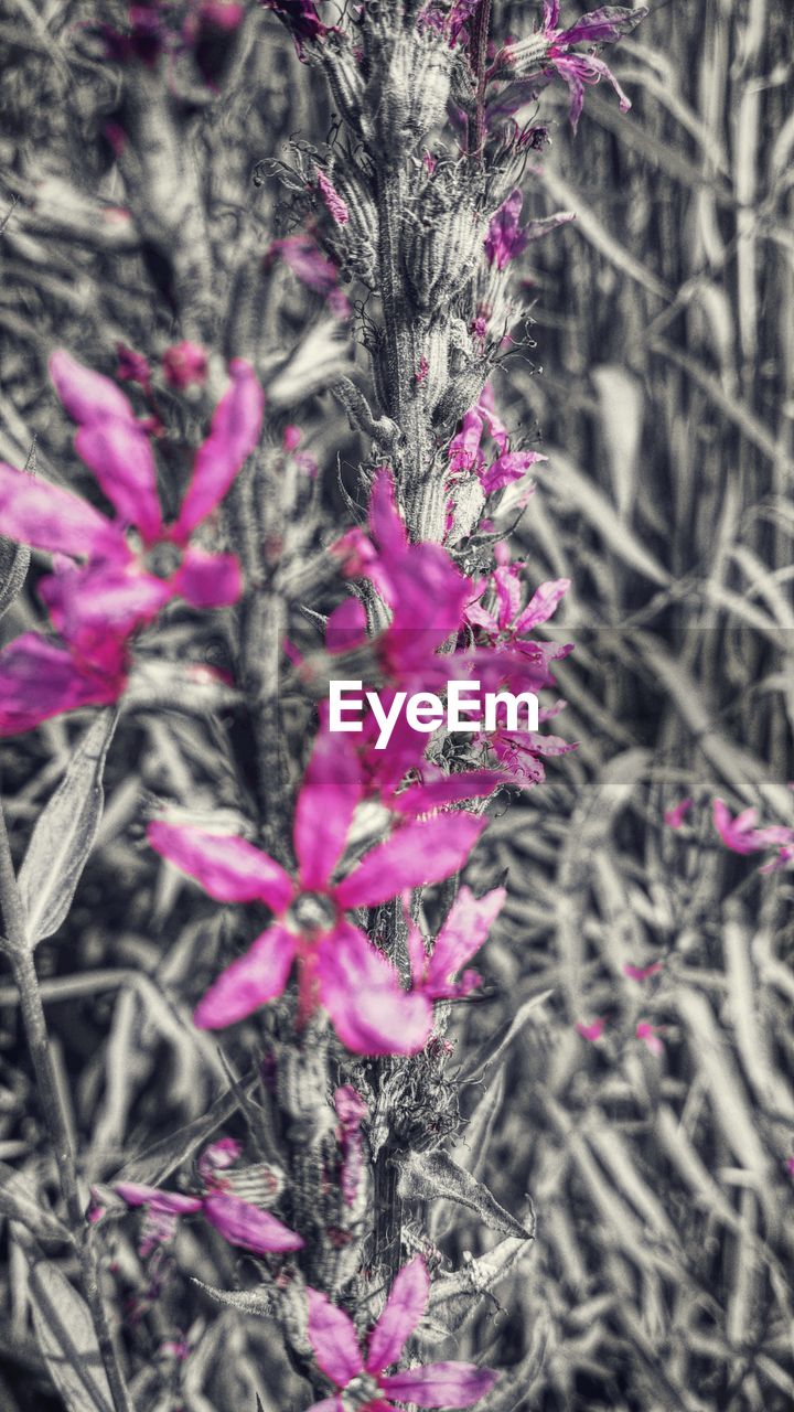 CLOSE-UP OF PINK FLOWERS
