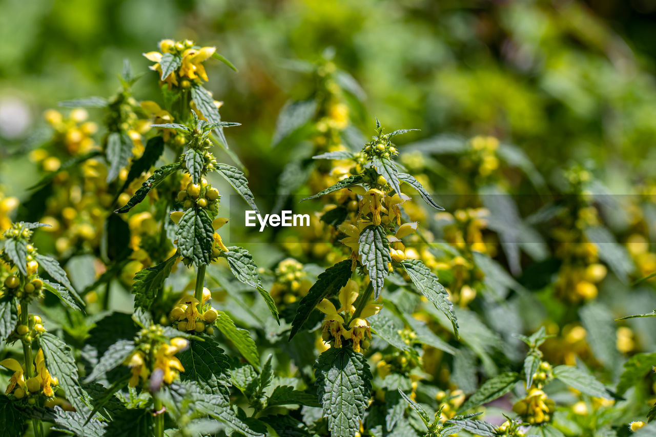 CLOSE-UP OF FLOWERING PLANT AGAINST BLURRED BACKGROUND