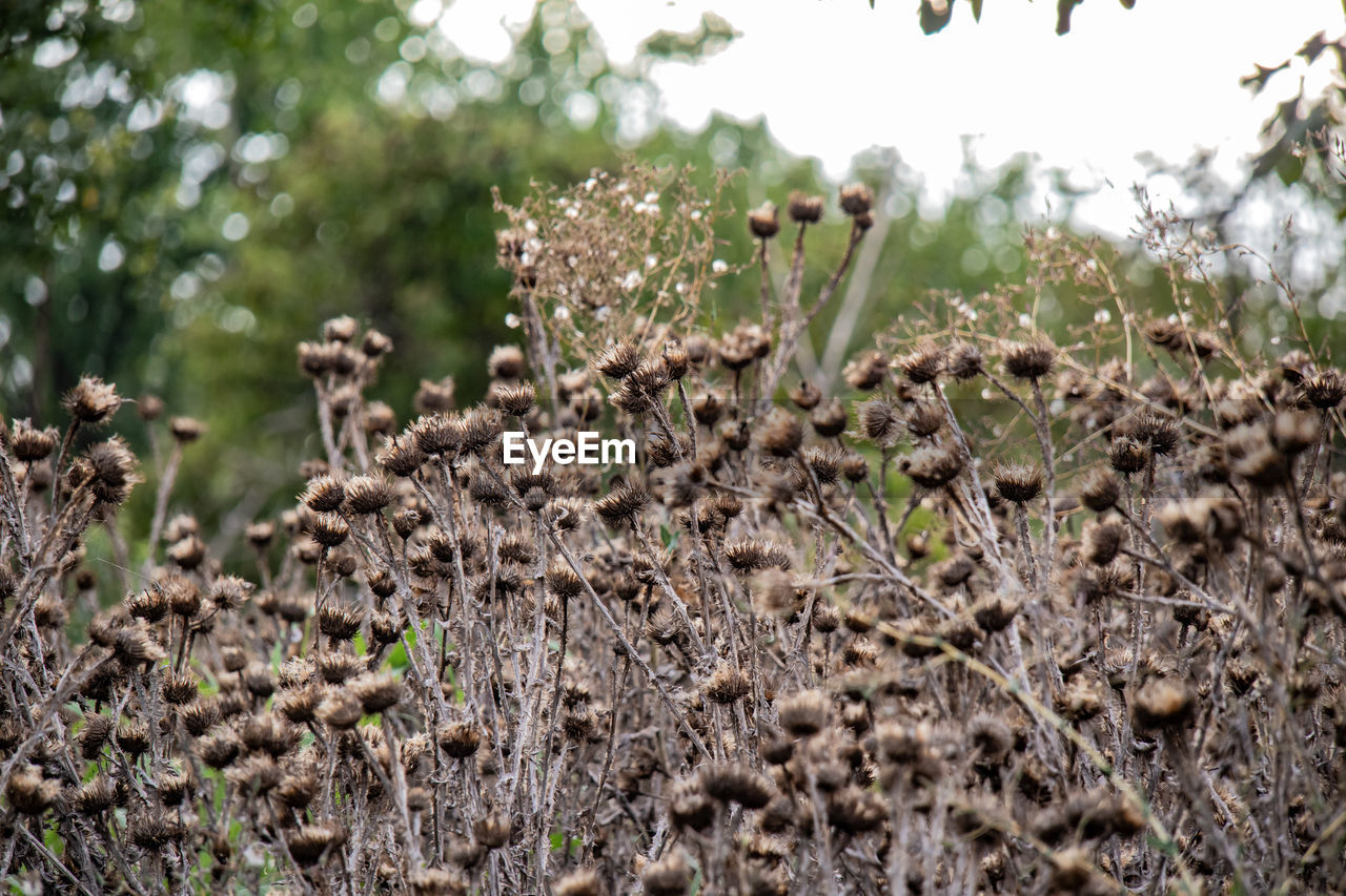 CLOSE-UP OF FRESH PLANTS ON FIELD