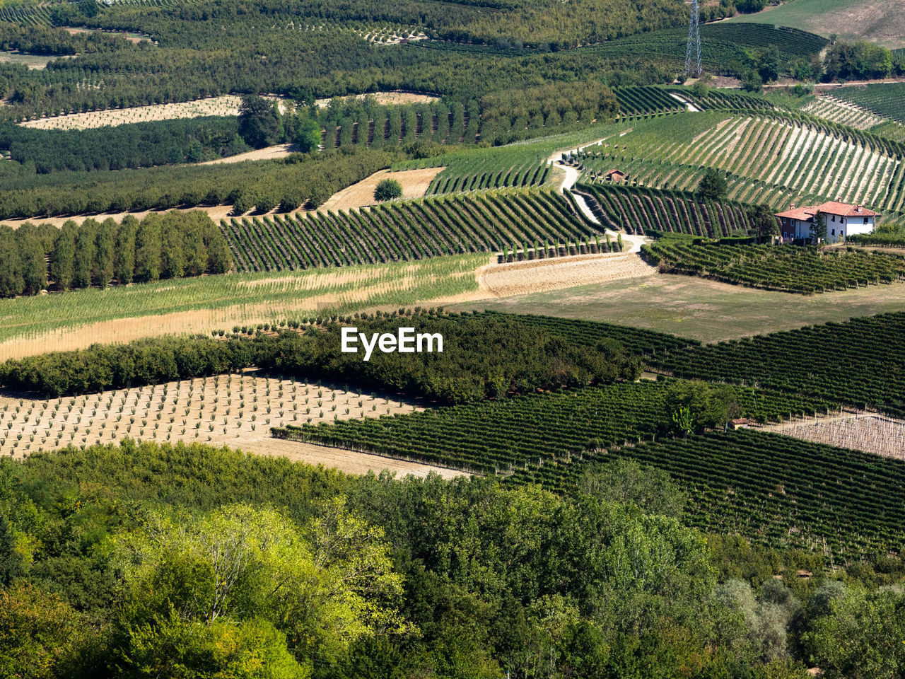 HIGH ANGLE VIEW OF FIELD