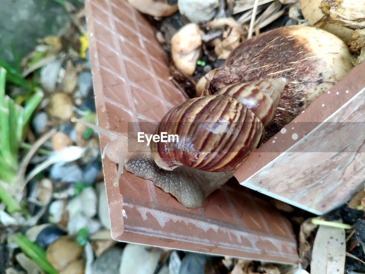 CLOSE-UP OF SNAIL