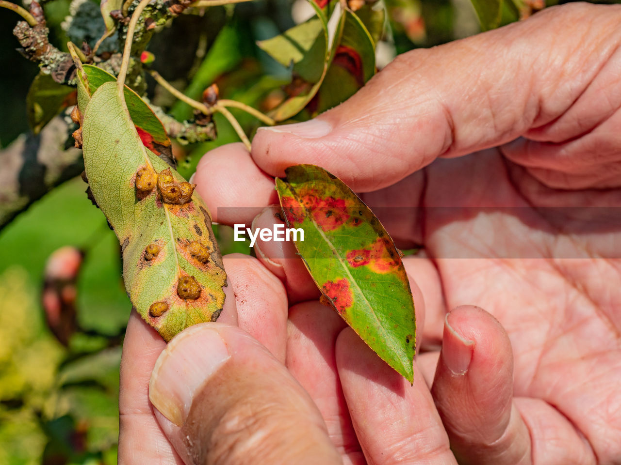 Pucciniales rust on pear leaves. red dots disease destroyed the entire garden