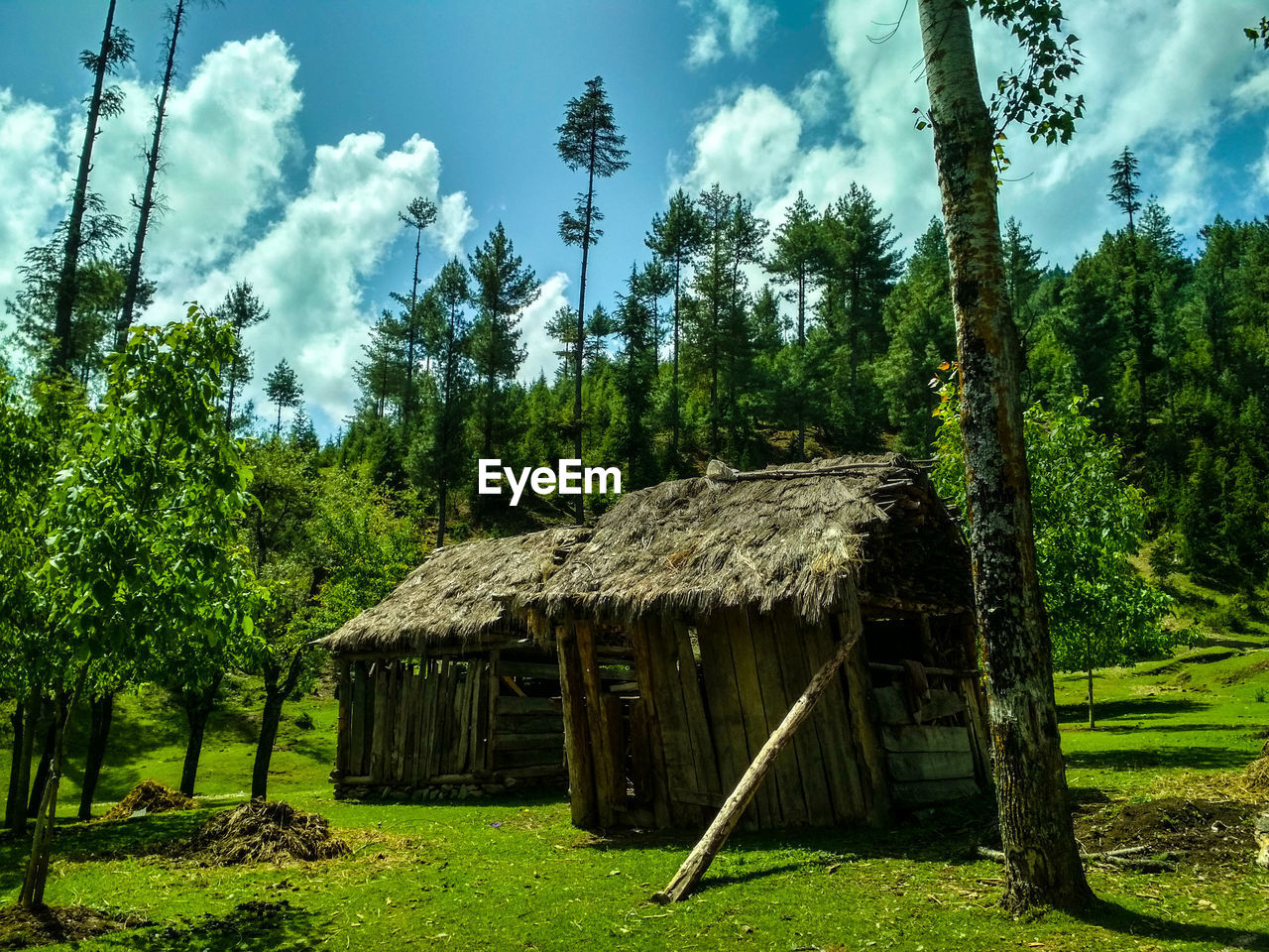 Trees and plants growing on field against sky