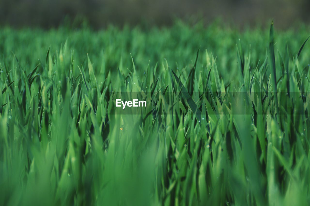 Full frame shot of wheat field