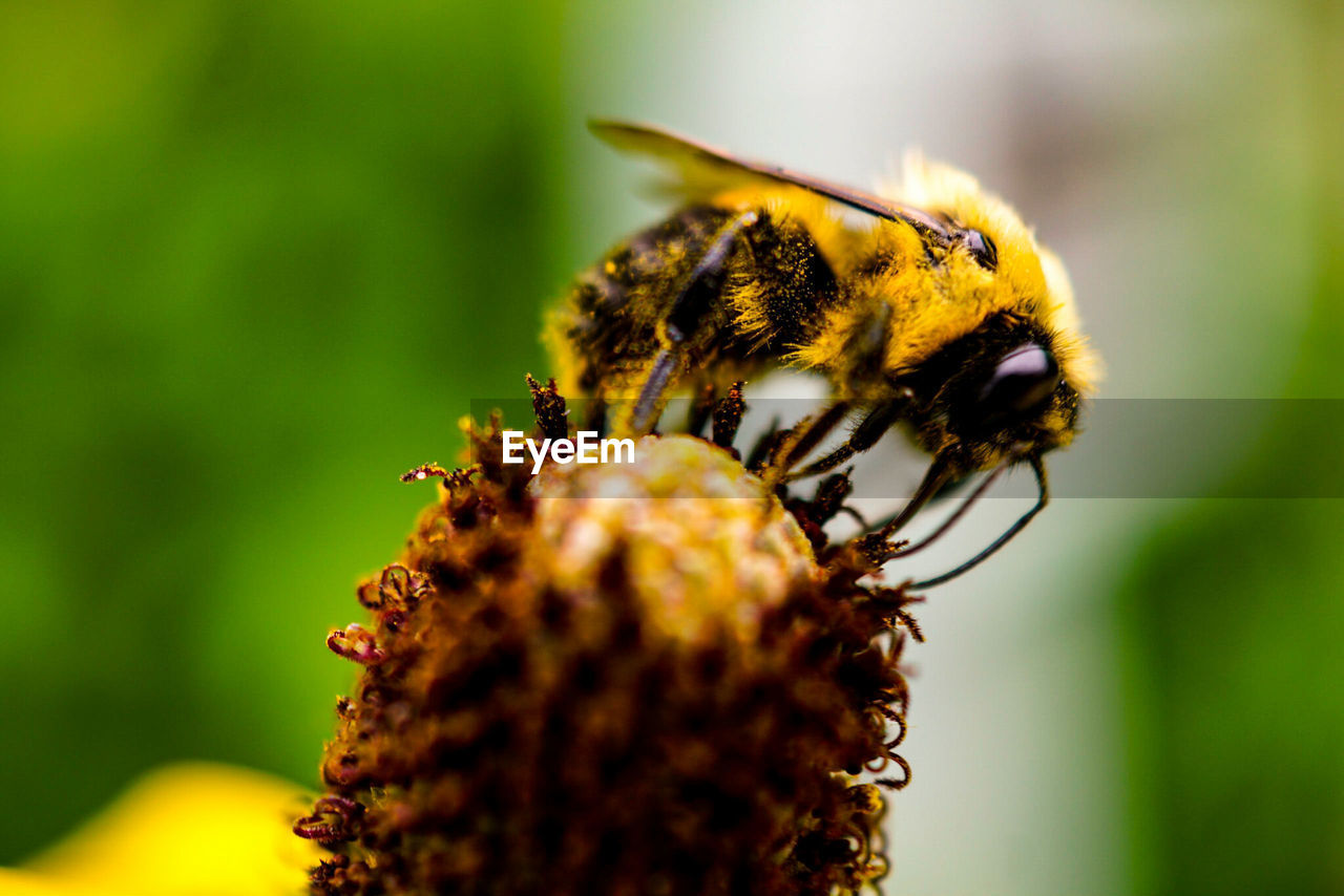 Close-up of bee pollinating on flower