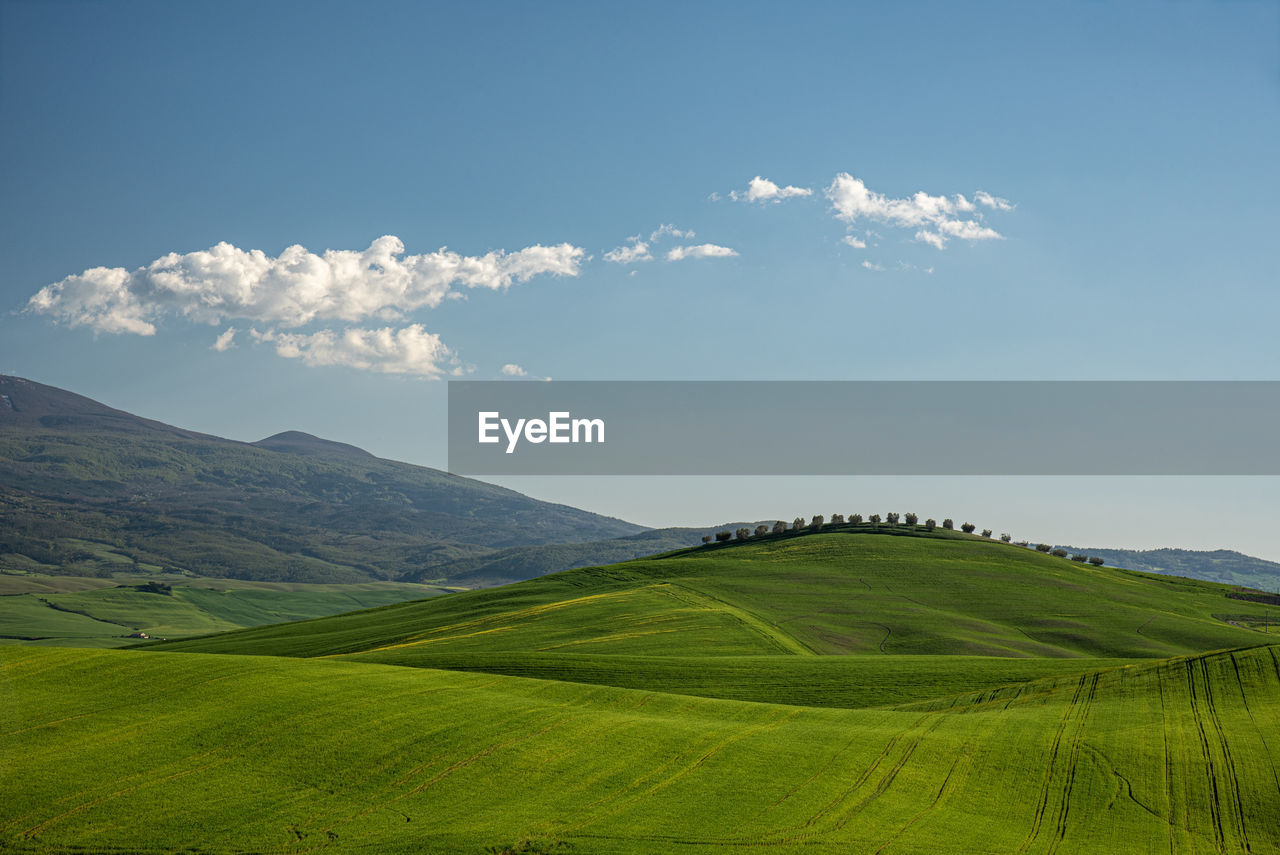 Scenic view of agricultural field against sky