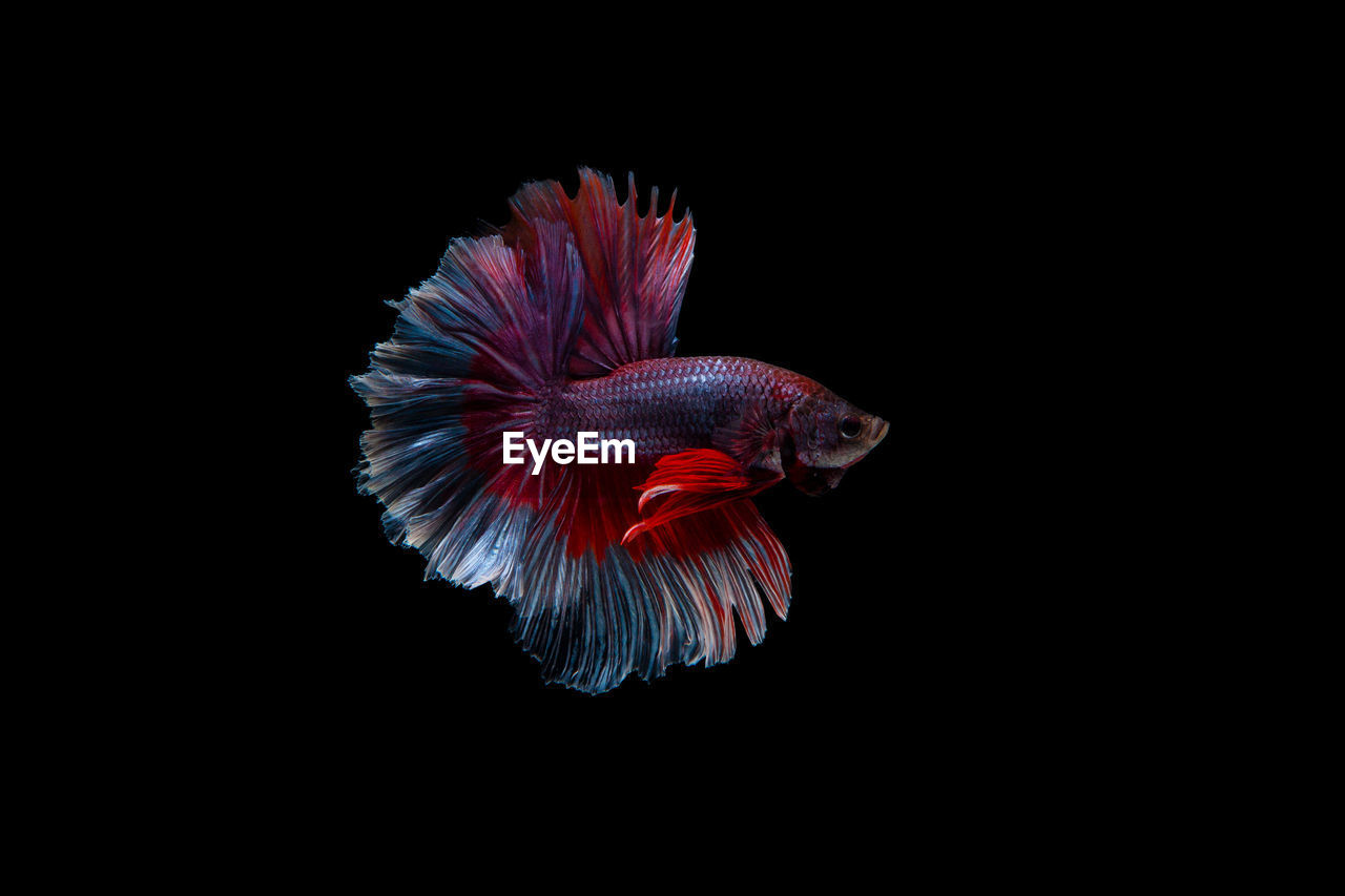Close-up of betta fighting fish swimming in black background