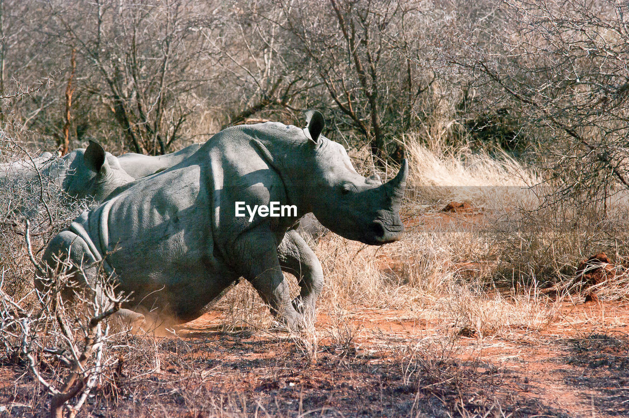 Rhinoceros running in forest