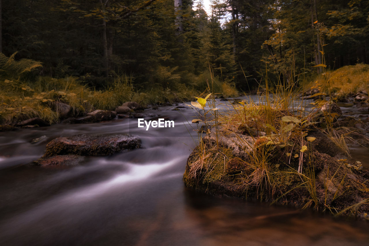 Scenic view of river stream amidst trees in forest