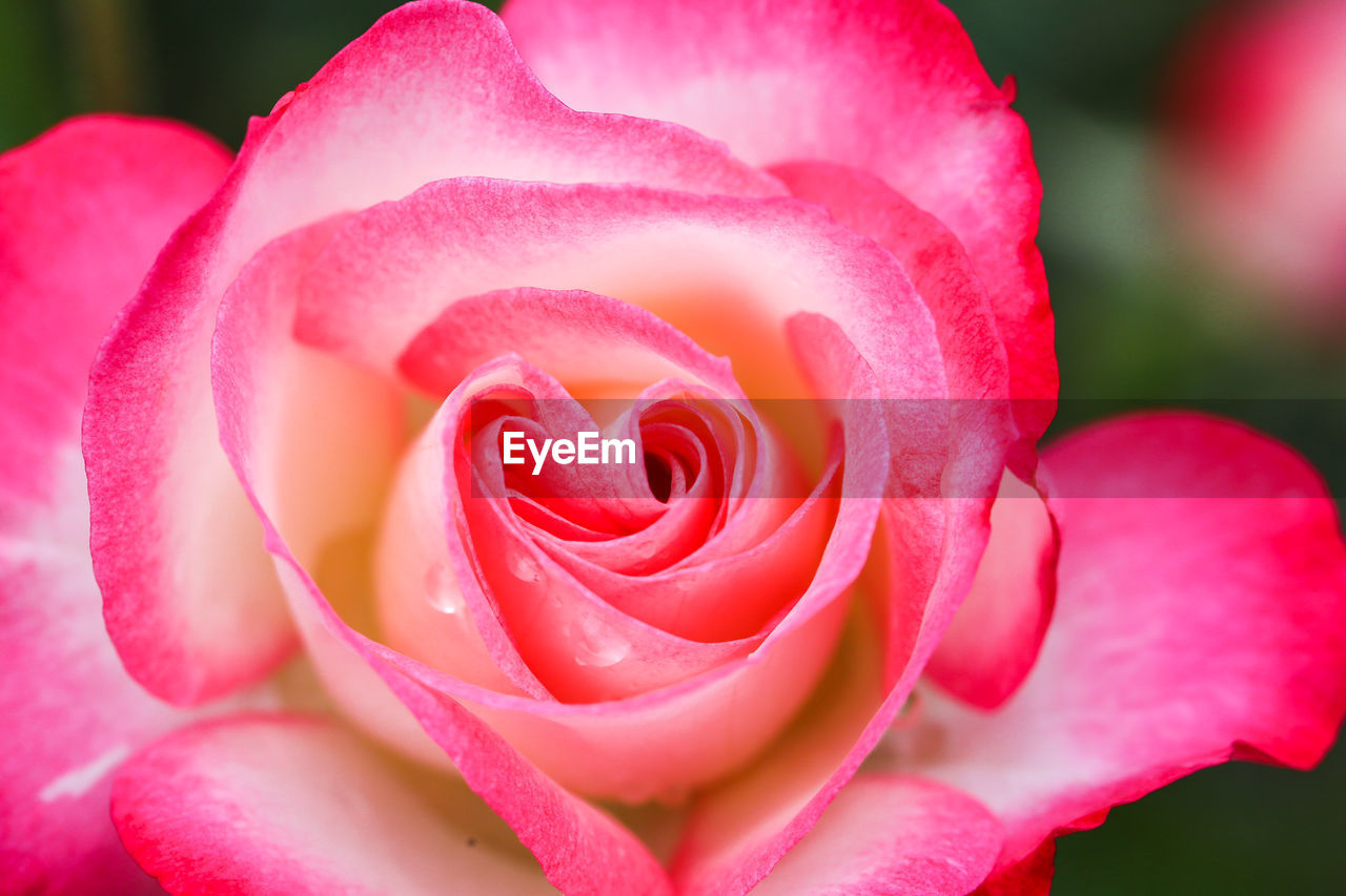 Close-up of pink rose