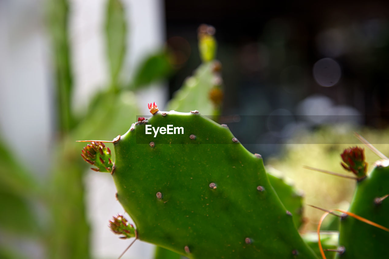 green, plant, cactus, nature, succulent plant, flower, macro photography, close-up, thorns, spines, and prickles, leaf, nopal, prickly pear cactus, no people, beauty in nature, prickly pear, thorn, plant stem, growth, barbary fig, eastern prickly pear, focus on foreground, outdoors, environment, plant part, day, spiked, sharp, produce, animal themes, warning sign, animal, sign, freshness, social issues, selective focus, environmental conservation, animal wildlife