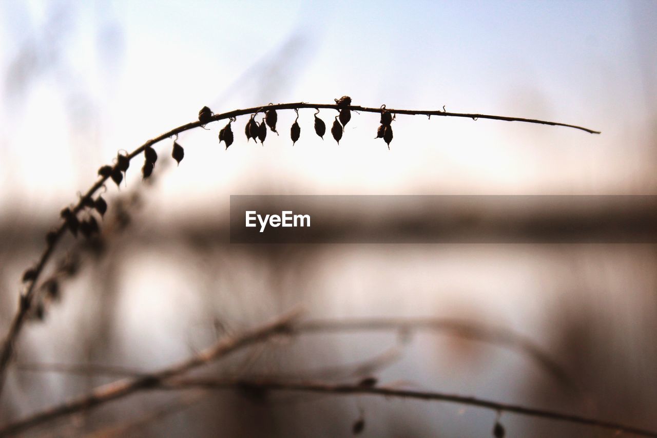 Close-up of barbed wire against sky