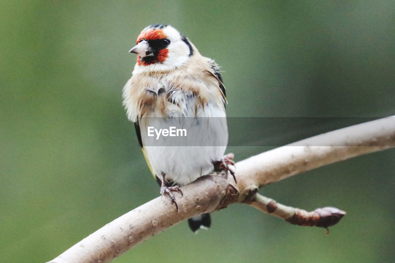 Close-up of gold finch perching on branch