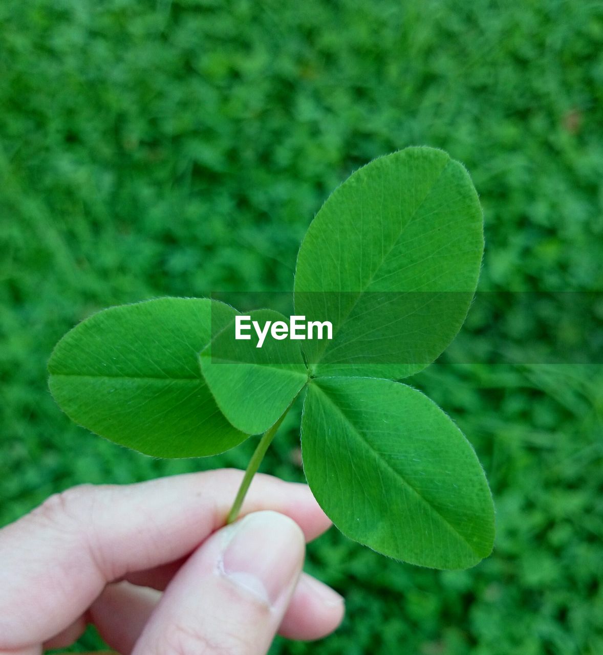 Close-up of hand holding leaves