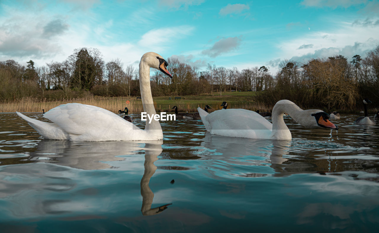 Mute swan swans pair low-level water side view macro animal background portrait