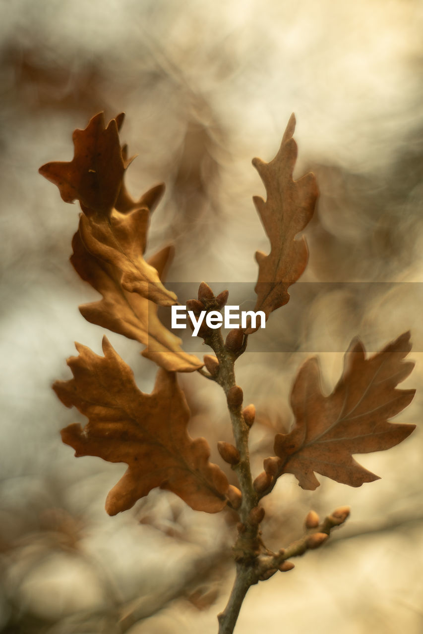 Close-up of dry leaves on plant during autumn